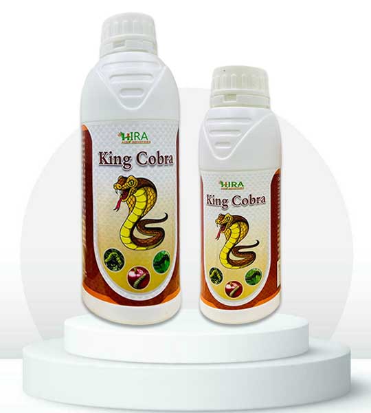 king-kobra